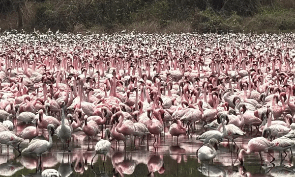 pretty-in-pink-flamingos-take-over-navi-mumbai-s-nri-complex-wetlands