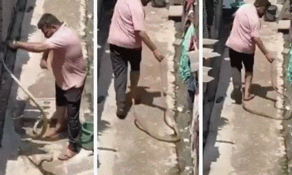 scary-video-snake-that-entered-house-and-was-trying-to-catch-it-turned-around-and-bit-it
