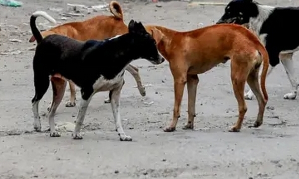 Kids, Elderly Being Bitten’: SC Refuses To Ease Stray Dog Order, Allows Euthanasia Consideration