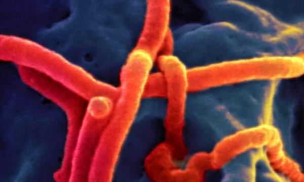 Ebola Horror in DR Congo: 120 Dead as Outbreak Spreads