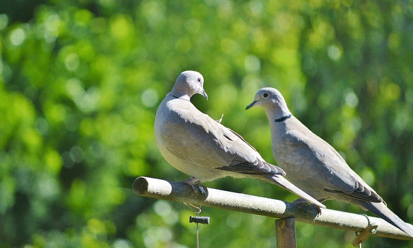 urban-birds-fear-women-more-than-men-a-study-that-puzzled-scientists