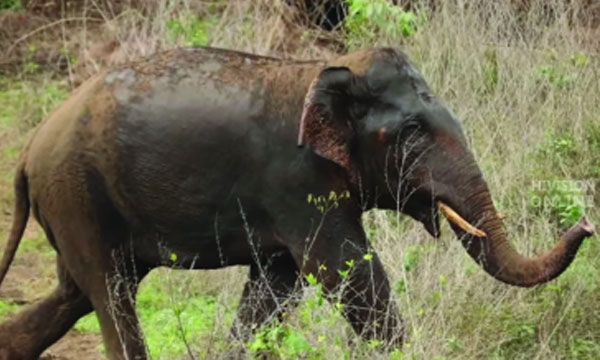 Operation Gajamukthi at Aralam Farm to overcome wild elephant threat