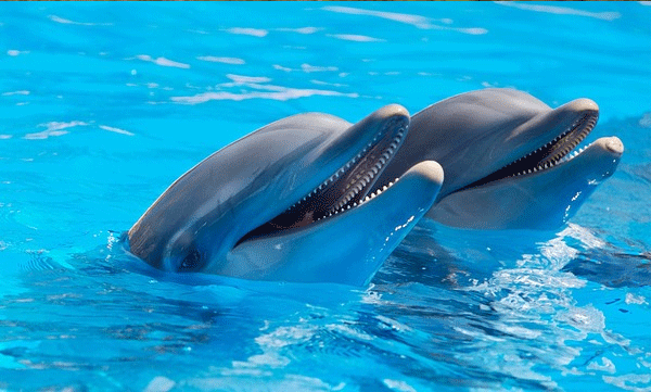 chilika-lake-irrawadi-dolphins