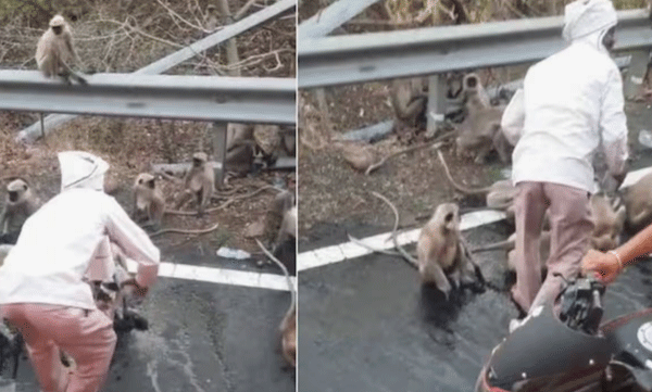 thirsty-monkey-stop-bus-for-drinking-water-heartbreaking-video