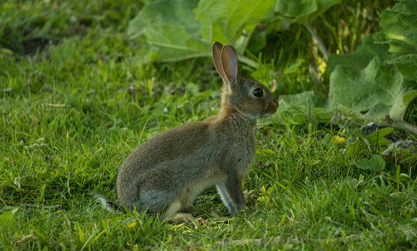okunoshima-rabbit-island-japan