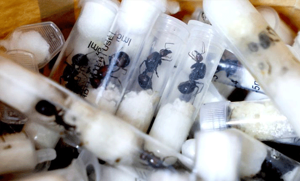 messor-cephalotes-illegal-trafficking-ant-smuggling