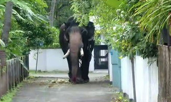thrissur-elephant-rampage-shivalakshmi-ayyappan-updates