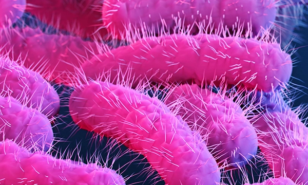 Shigella reported in Kozhokode