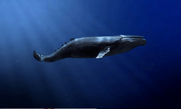 animal-welfare-iceland-whales