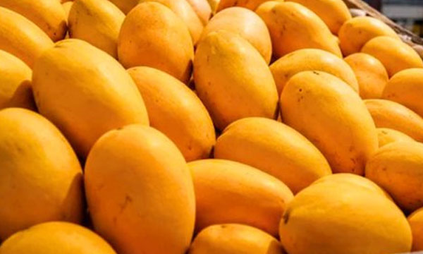 ആകെ പുഴുക്കളും കീടങ്ങളും, ഈച്ചയും ; വേപ്പര്‍ ഹീറ്റ് ട്രീറ്റ്‌മെന്റ് നേരെചൊവ്വേയല്ല...ഇന്ത്യയിലെ മാമ്പഴം വേണ്ടെന്ന് വെച്ച് ജപ്പാന്‍; കര്‍ഷകര്‍ ദുരിതത്തില്‍
