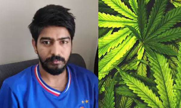 കിടപ്പുമുറിയിലെ ജനാലയ്ക്കു സമീപം കഞ്ചാവ് കൃഷി ; ചെടി വളര്ത്തിയത് ചമ്മന്തി അരയ്ക്കാനും പാലില് ചേര്ത്ത് കുടിക്കാനും