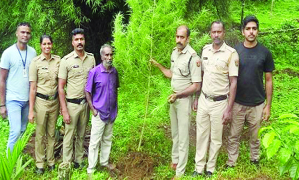 വീട്ടുവളപ്പില് കഞ്ചാവ് ചെടി വളര്ത്തി; വയനാട് അമ്പലവയല് സ്വദേശി അറസ്റ്റില്