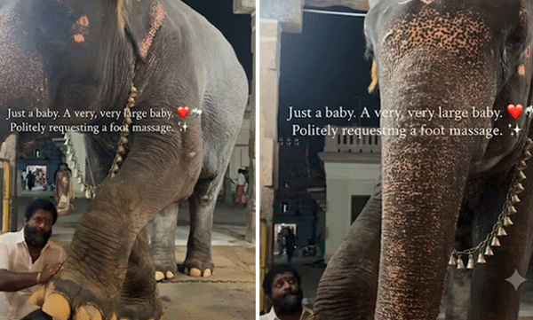 എന്താ സുഖം! കുട്ടിയാനയ്ക്ക് പാപ്പാന്റെ വക സ്പെഷ്യല് ഫൂട്ട് മസ്സാജ്: വീഡിയോ ഏറ്റെടുത്ത് നെറ്റീസണ്സ്