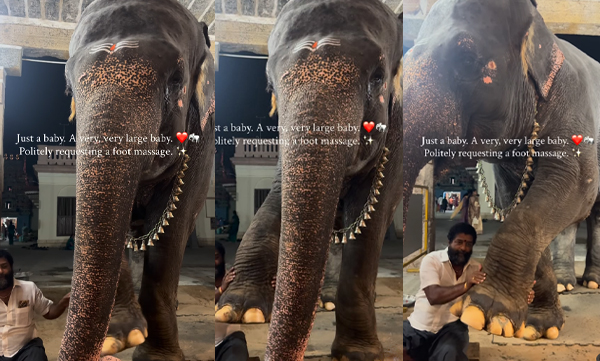 Cute moment with an elephant and his mahout (Image Source: Instagram)
