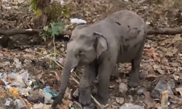 
പ്ലാസ്റ്റിക്ക് മാലിന്യങ്ങള്‍ക്കിടയില്‍ ഭക്ഷണം തിരയുന്ന കുട്ടിയാന: എം എം ഹില്‍സില്‍ നിന്നുള്ള ദൃശ്യങ്ങള്‍ പുറത്ത്, വന്‍ പ്രതിഷേധം

