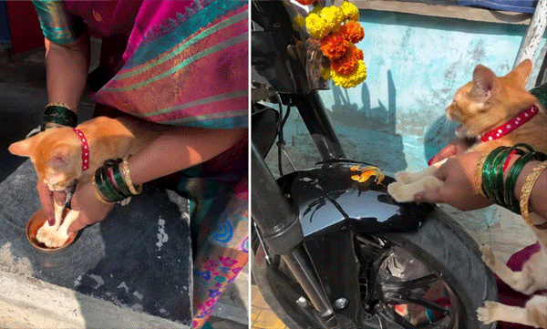 പുതിയ ബൈക്ക് പൂജിക്കാന്‍ പൂച്ചക്കുട്ടിയുടെ 'കൈപ്പുണ്യം'; വൈറലായി ഒരു ക്യൂട്ട് വീഡിയോ
