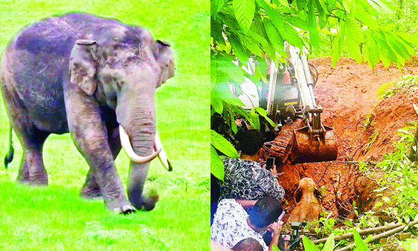 കാട്ടുകൊമ്പന് എന്തു ഷൂട്ടിങ്? ലൊക്കേഷനില്‍ പടയപ്പയുടെ മാസ് എന്‍ട്രി ; തെലുങ്ക് താരം ഘട്ടമനേനി ജയകൃഷ്ണയും നടി റാഷ തദാനിയുമെല്ലാം ഇറങ്ങിയോടി...!