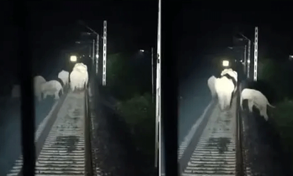 രാജ്ധാനി എക്സ്പ്രസിന് മുന്നിൽ കാട്ടാന; എമർജൻസി ബ്രേക്കിട്ട് വൻ ദുരന്തം ഒഴിവാക്കി ലോകോ​ പൈലറ്റുമാർ