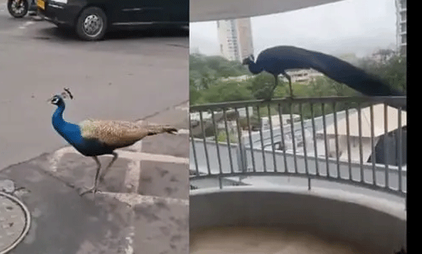ട്രാഫിക് ബ്ലോക്കിലും കണ്ണഞ്ചിപ്പിക്കുന്ന കാഴ്ച; മുംബൈ തെരുവിലൂടെ തലയുയർത്തി നടന്നുനീങ്ങി മയിലുകൾ