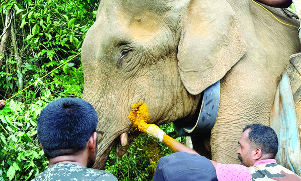 ഭീതി വിതച്ച കാട്ടാനയ്‌ക്ക് റേഡിയോ കോളര്‍ 
ഘടിപ്പിച്ചു; ഇടതു താടയില്‍ ഗുരുതര പരുക്ക്‌