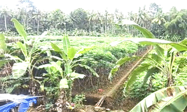 നെല്കൃഷി ചതിച്ചു, ഇലന്തൂരില് കപ്പകൃഷി വ്യാപകം ; 12 കര്ഷകര് 13 ഏക്കറില് മരച്ചീനി വെച്ചു