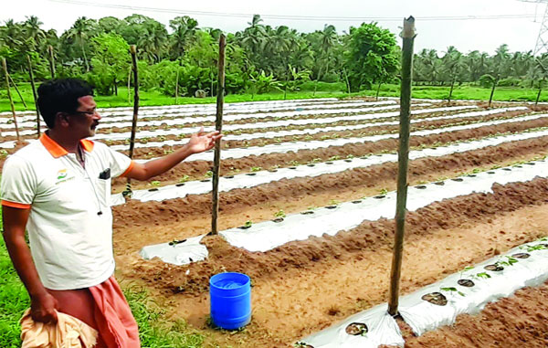 ഹൈടെക്‌ പച്ചക്കറി കൃഷിയുമായി ബാബു
