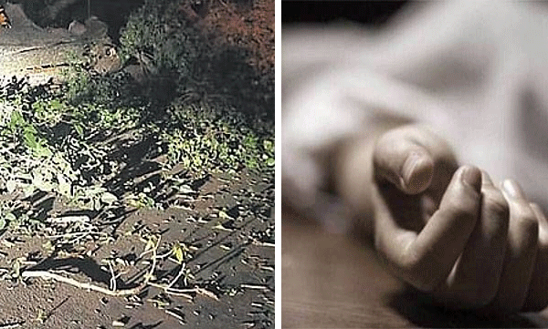 മരച്ചില്ല ഒടിഞ്ഞുവീണ് ഏലത്തോട്ട തൊഴിലാളി മരിച്ചു; സംഭവം ജോലിക്കിടെ