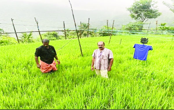 കൊറാളിമലയില്‍ നെല്‍ക്കൃഷിയിലും വിജയം വരിച്ച്‌ യുവകര്‍ഷകന്‍
