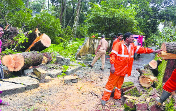 ശക്‌തമായ കാറ്റില്‍ മാവ്‌ റോഡിലേക്ക്‌ ചെരിഞ്ഞു: വന്‍ ദുരന്തം ഒഴിവായി