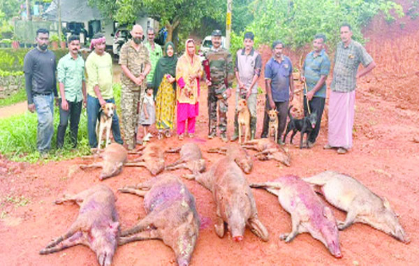 ഭീഷണിയായ കാട്ടു പന്നികളെ വെടിവെച്ച്‌ കൊന്നു